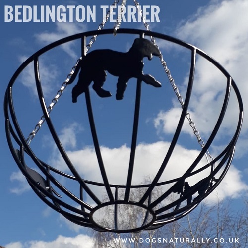Bedlington Terrier Basket 